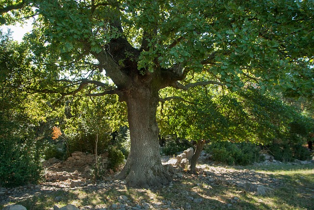 L’attribut alt de cette image est vide, son nom de fichier est arbre.jpg.